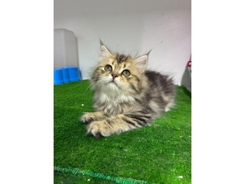 Irk ve sağlık garantili british longhair