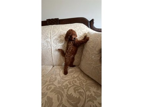Küçük poodle şekerler