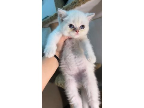 British shorthair golden point erkek