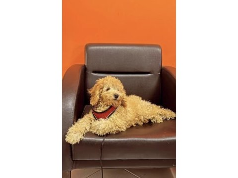 4 aylık tuvalet eğitimli sevimli poodle
