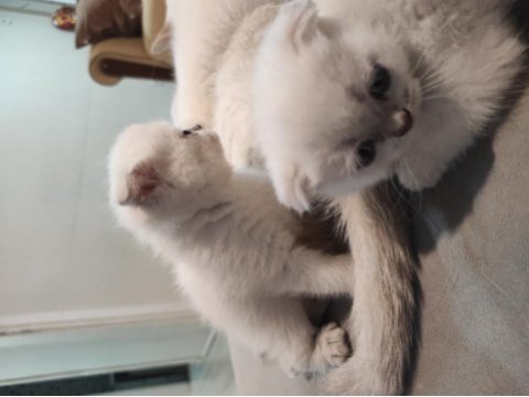 Blue point scottish fold