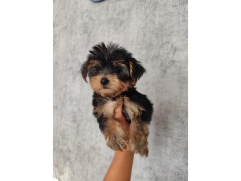 Yorkshire terrier kızlar