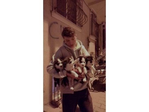 Sibirya kurdu yavrularımı sahiplendireceğim
