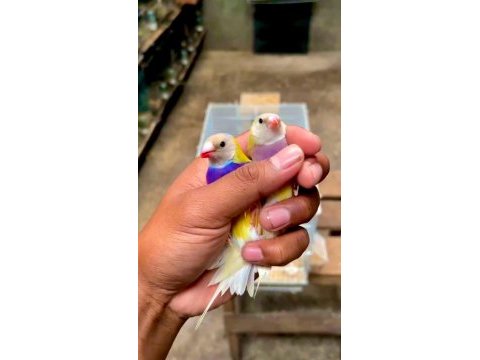 Goldıan finch takım kuşlar
