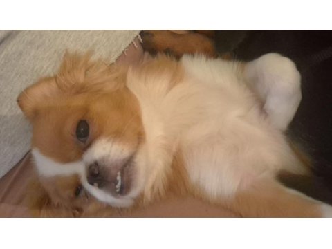 Dişi pekingese