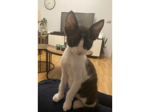 Kedi sevgimiz