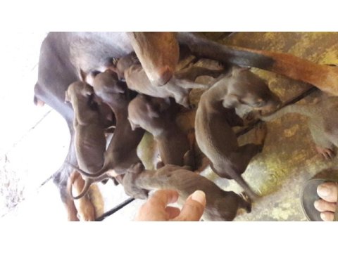 Sahiplendirme doberman