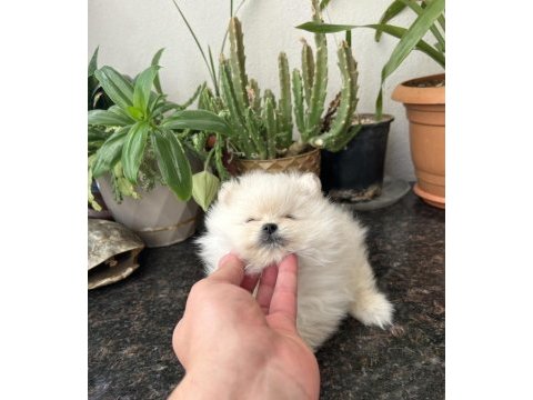 Ayı surat pomeranian yavrumuz