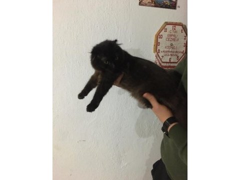 Scottish fold siyah 4 aylık
