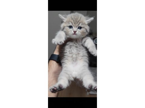 British shorthair kedimiz