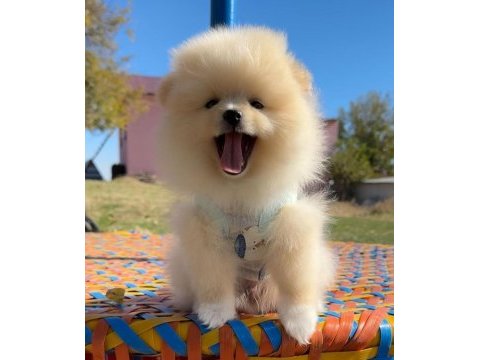 Pomeranian boo safkan