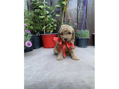 Poodle yavrumuz