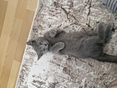 2 aylık yavrular eğitimleri tamam scottish fold