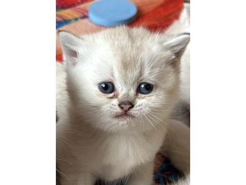 Beyaz inci scottish kediler