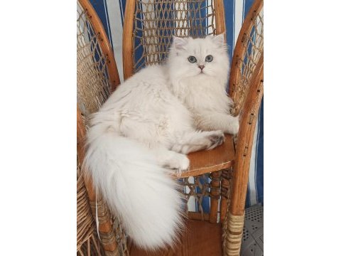 British longhair kedimiz