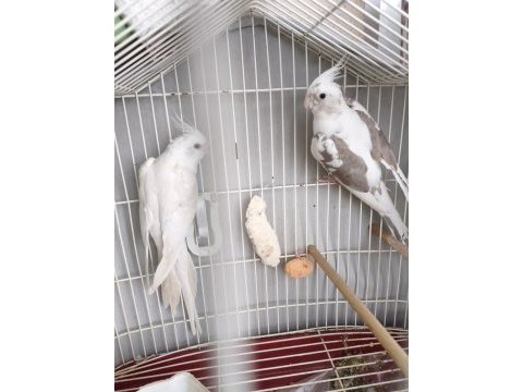 Acil satılık takım sultan papağanı