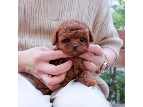Toy poodle bebeklerim