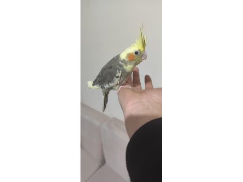 Yeni yeme düşen lutino kırmızı göz sultan papağanı