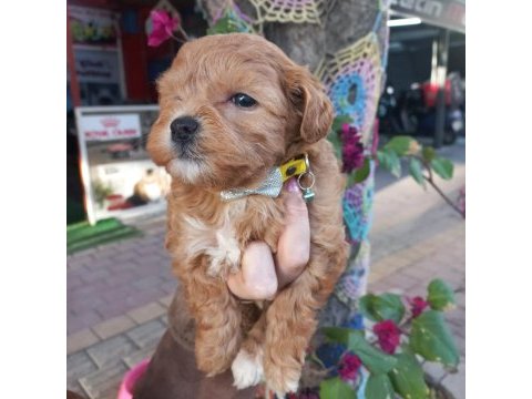 A kalite maltipoo dişi erkek mevcut