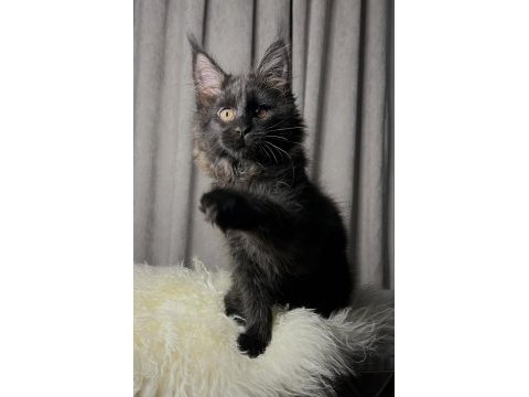 Özel kalite maine coon dişi