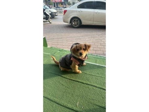Pekinez ve fino kırması