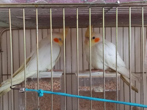 Albino lutino karışımlı yavrular(melez)
