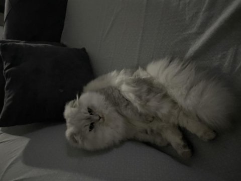 Çok uysal scottish fold