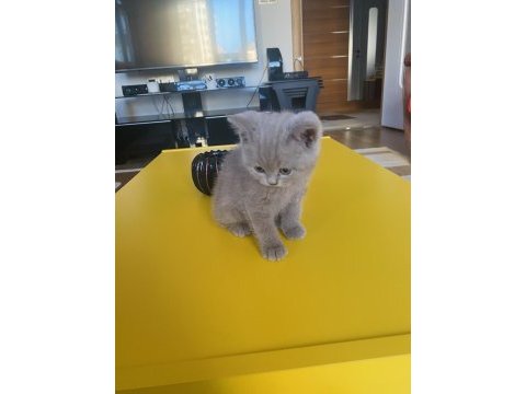 1,5 aylık safkan british shorthair
