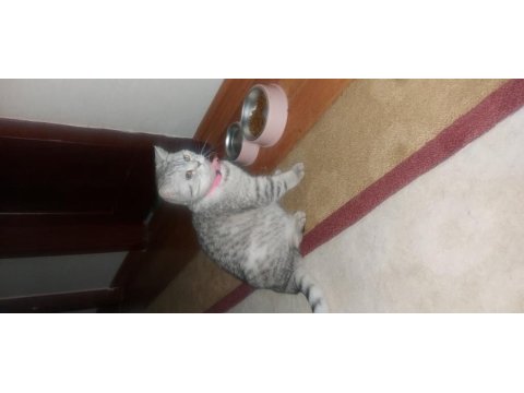 11 aylık dişi british shorthair