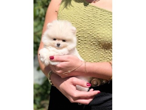 Sağlık ve ırk garantili pomeranian