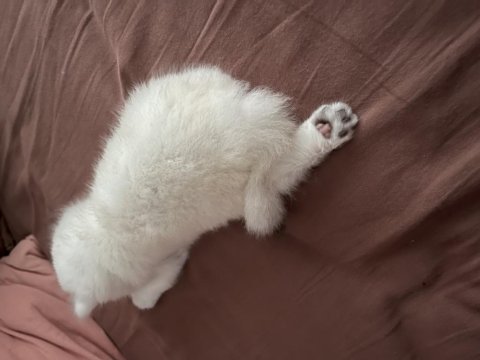 Gerçek beyaz british shorthair