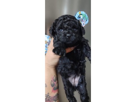 Solid black mini poodle yavrular