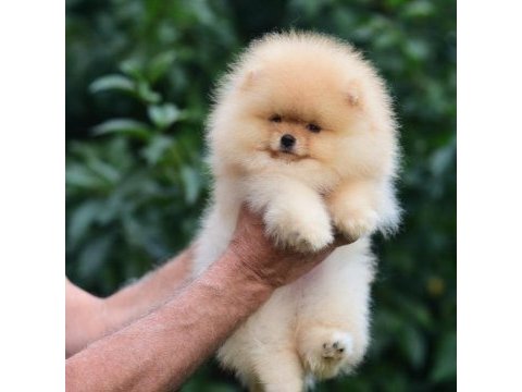 Ayıcık surat pomeranian boo yavrularımız