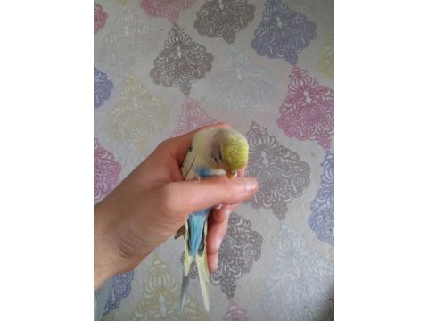 Acil satılık muhabbet kuşu