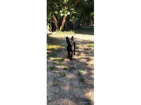 2 aylık saf siyah belçika kurdu (malinois)