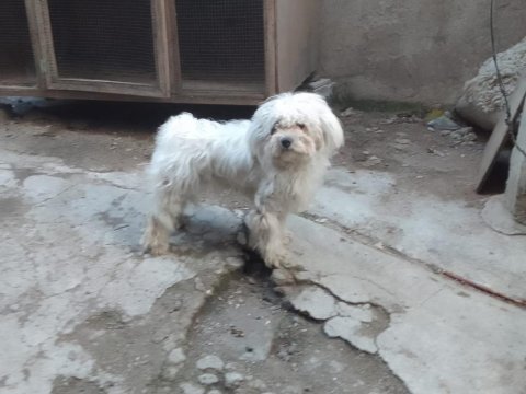 Terrier cinsi dişi köpeğimiz
