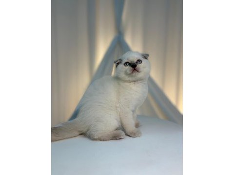 Irk ve sağlık garantili scottish fold yavrularımız