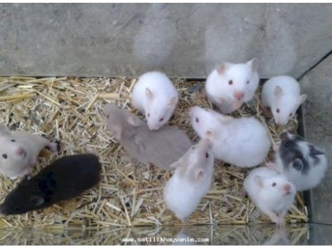 Albino spidi gonzales hamster yavru ve yetişkinler