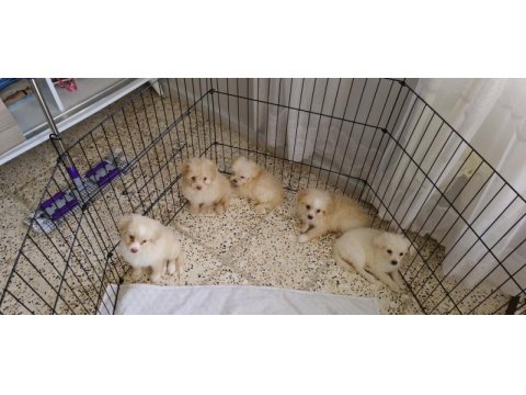 Maltipoo bebişler mavi gözlü