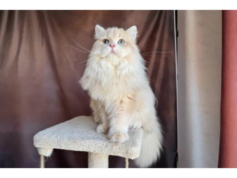 Krem british longhair oğluş