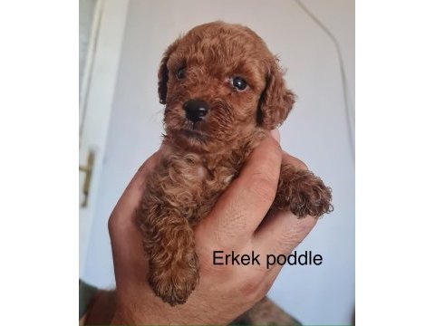 Toy poodle bebekler iki aylık