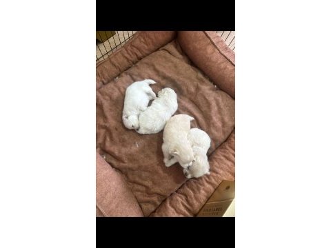 Mersin içi sahiplendirilecek pomeranian