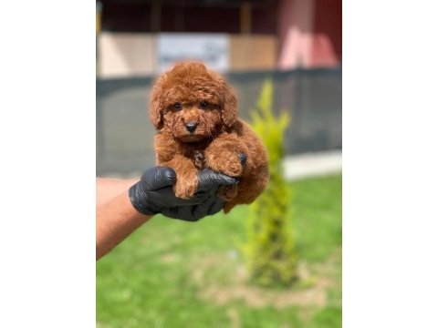 Toy poodle bebekler referans yavru