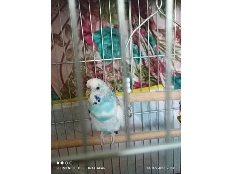 Mecbur kaldığım için satıyorum kuşlar