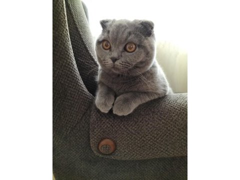 Scottish fold oğlumuz duman için eş arıyoruz