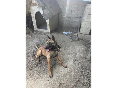 Belçika kurdu köpeğimiz