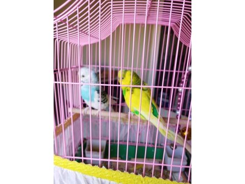 1 erkek ve 1 dişi muhabbet kuşu