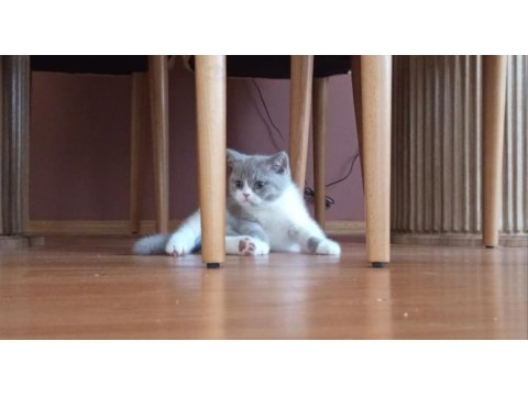 İzmir nadir renk british shorthair yavrumuz