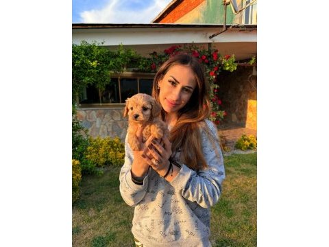 Üst kalite maltipoo bebeklerimiz