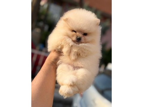 Ankarada tek pomeranian bebekler